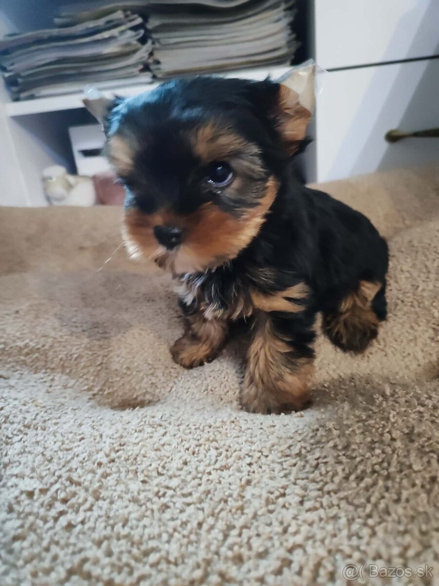 Yorkshirsky teriér Yorkshir - 6