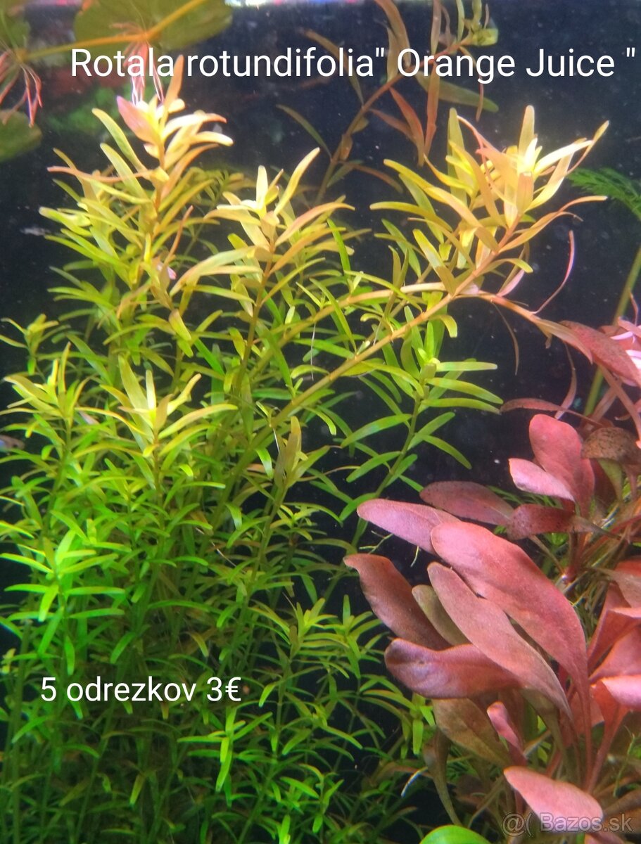 Akvarijne rastlinky z prestrihu - 6