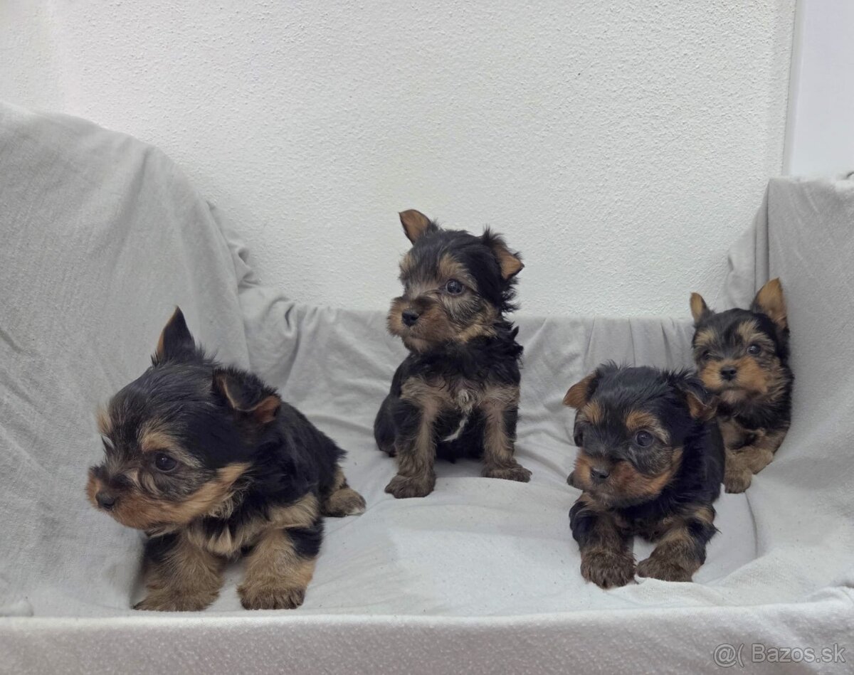 Yorkshirsky terier - 6