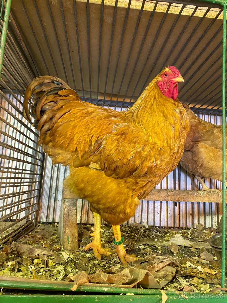 Oravka žltohnedá- násadové vajíčka - 6