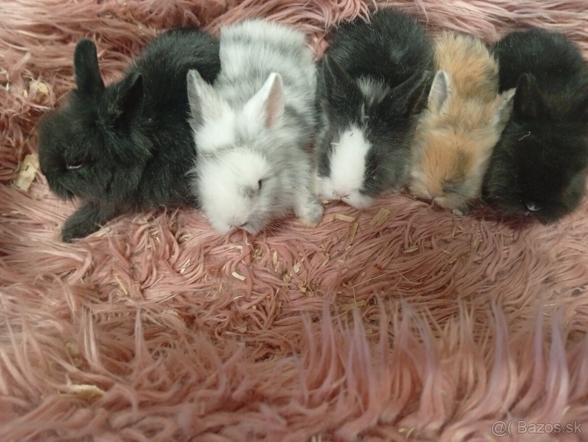Zakrslý zajko - 6