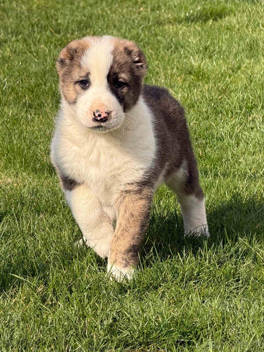 Stredoázijského ovčiaka - 6