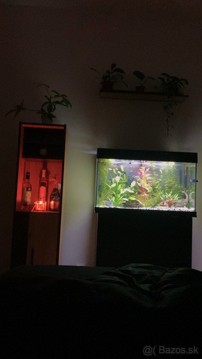Akvarium, rybičky, rastlinky - 6