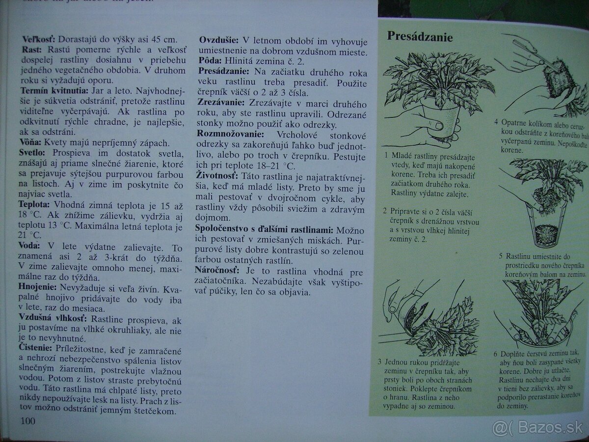 Gynura popínavá - zakorenené odrezky - 6