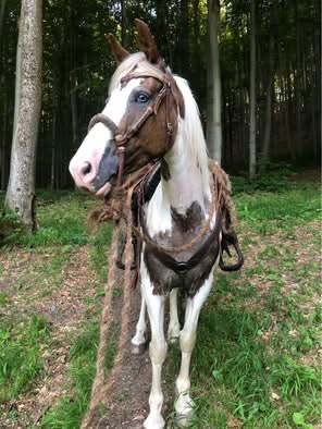 Strakatá kobyla - 6