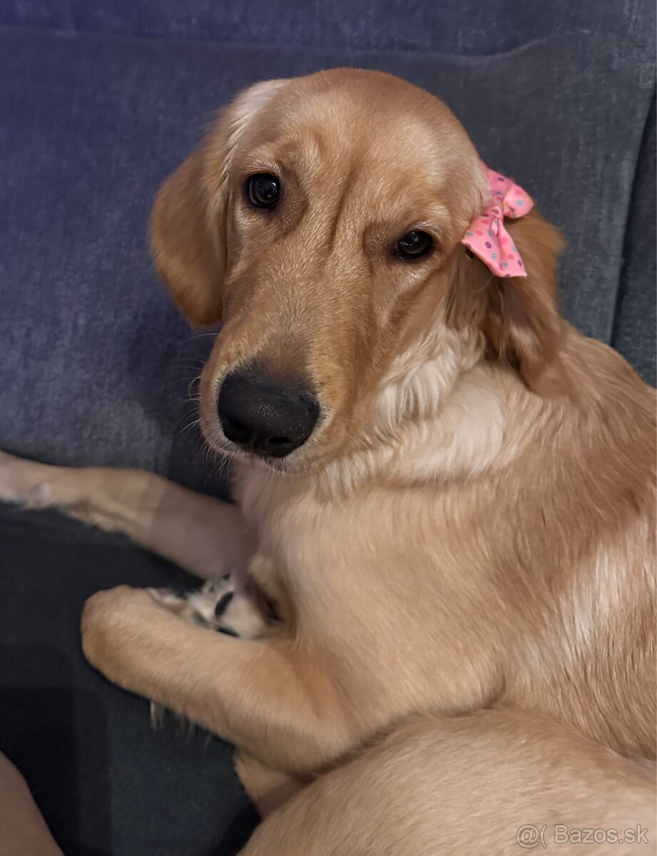 Zlatý retriever - darujem - 6
