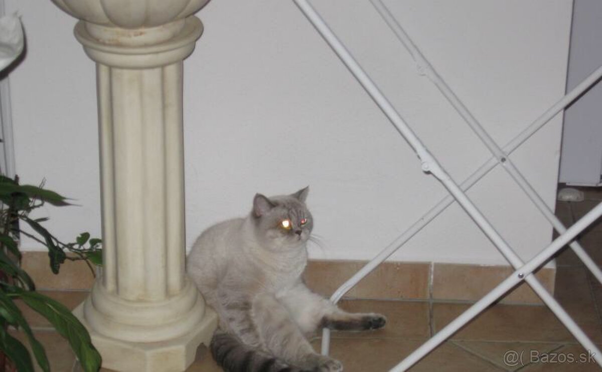 Britská Colorpoint - 6