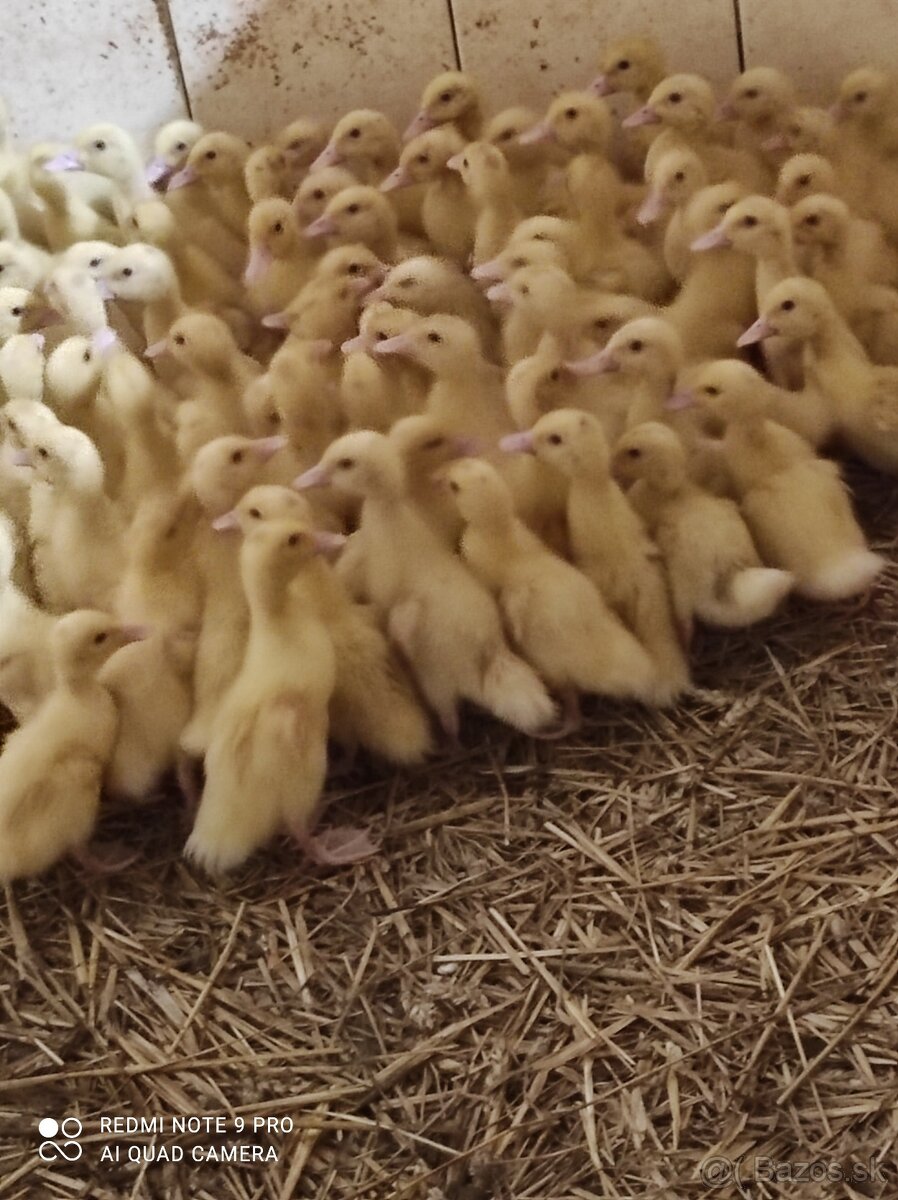 Husokačky, husy, perličky - 6