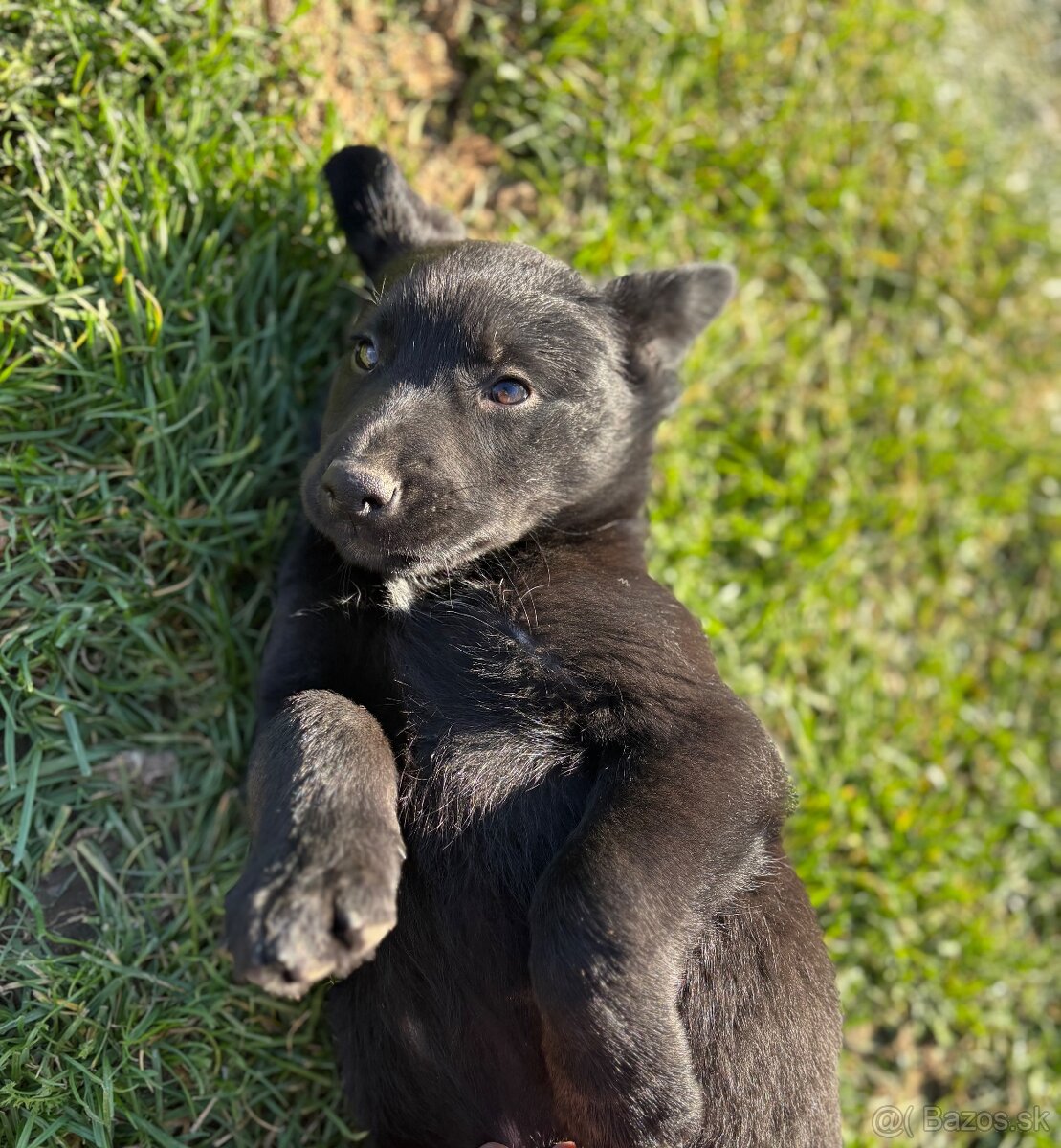 Darujem štaniatka🐾 - 6