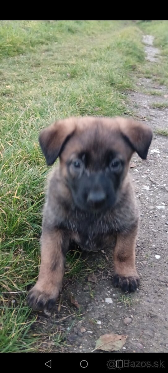 Belgicky ovčiak/cross - 6