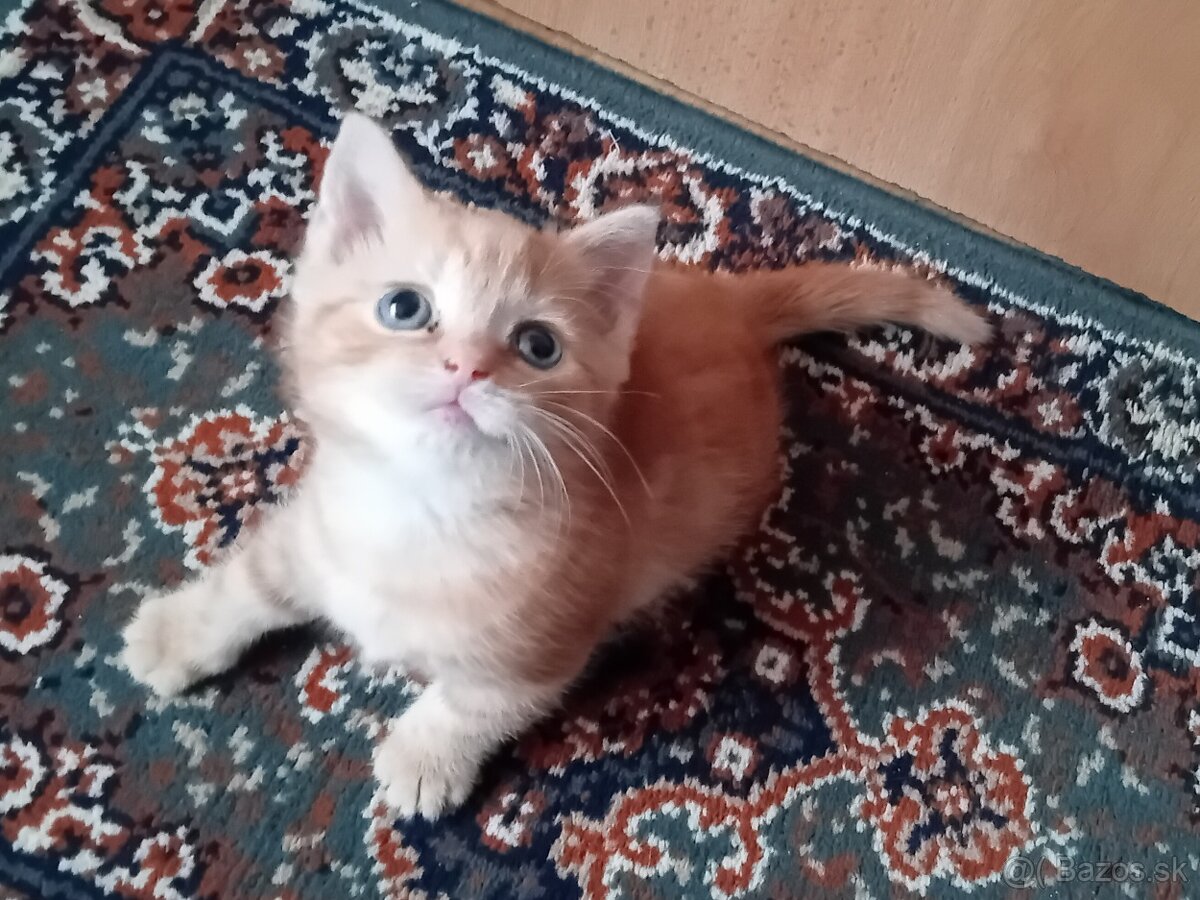 Darujeme mačiatko- hrdzavá mačička - 6