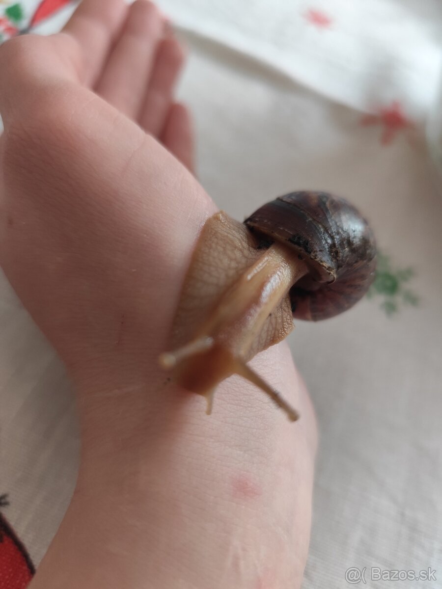 Achatina africké slimáky - 6