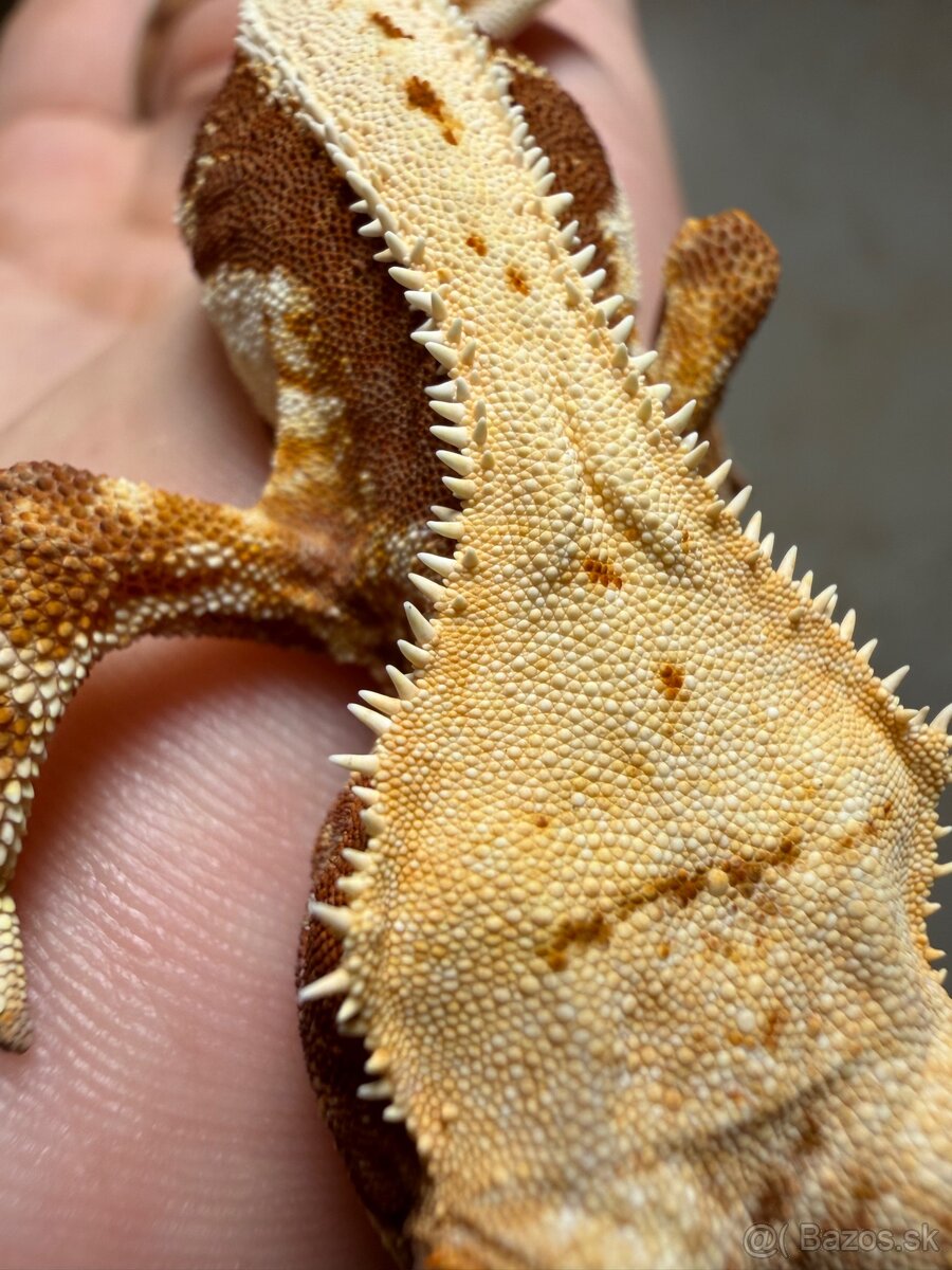 Pagekon riasnatý LW dark Red base - 6