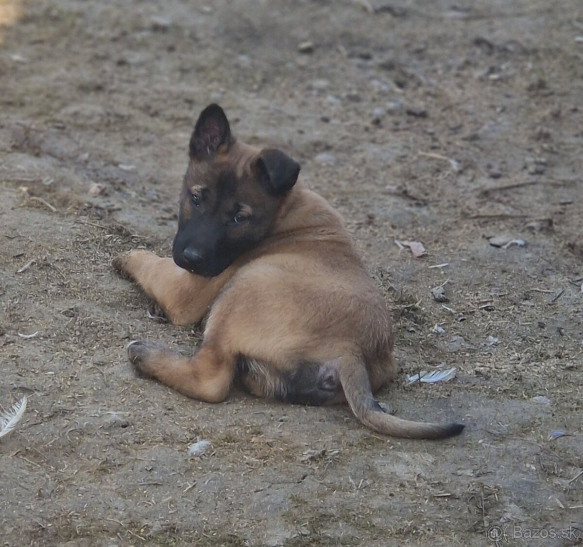 Belgický ovciak malinois - 6