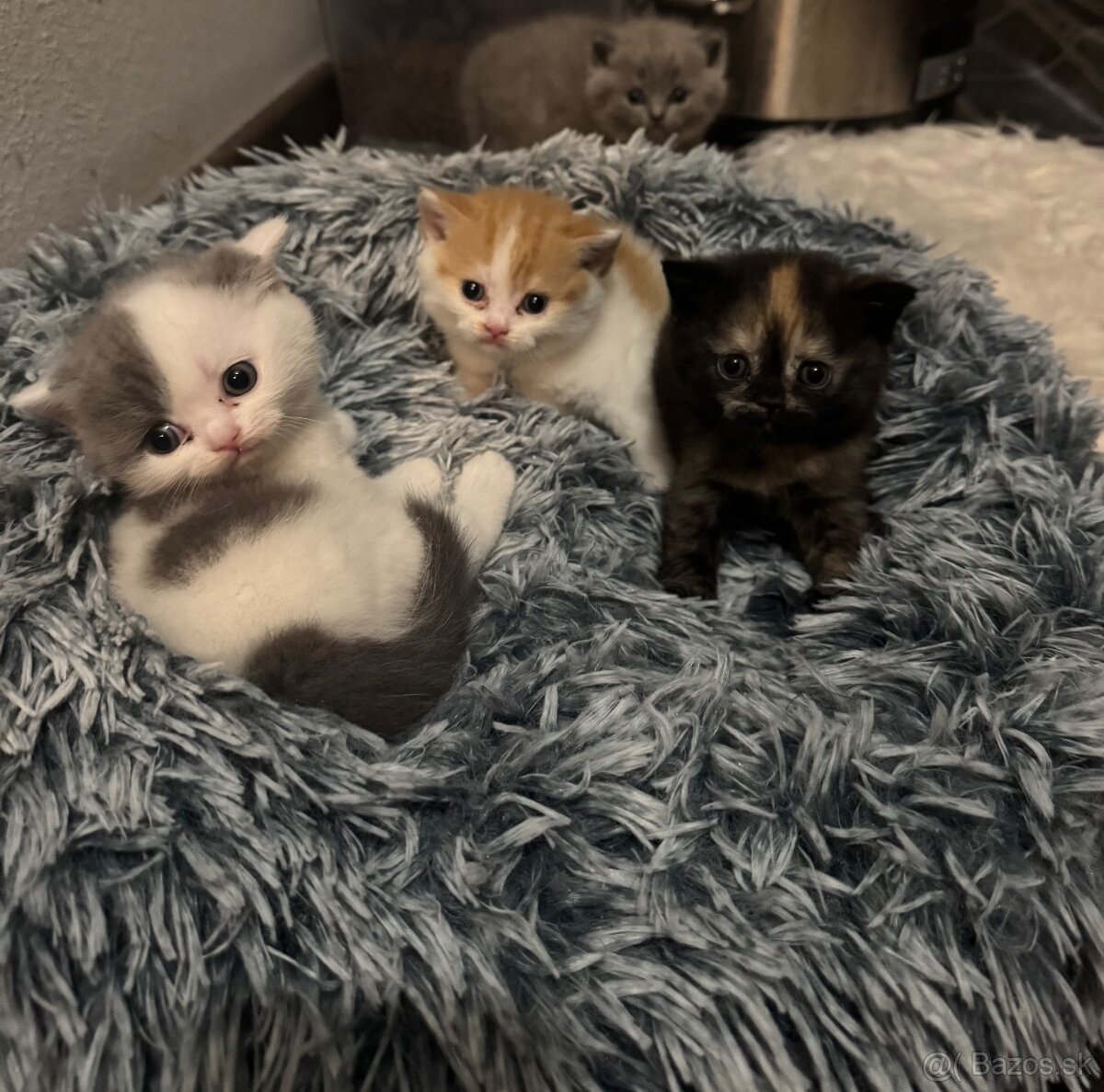 Britské mačiatka s PP - 6