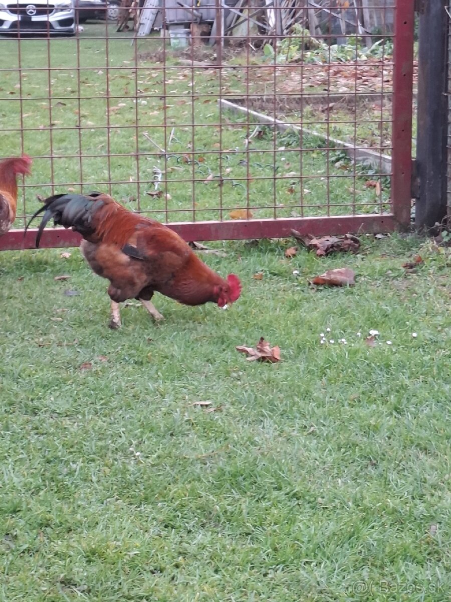 Predám kohúty - 6