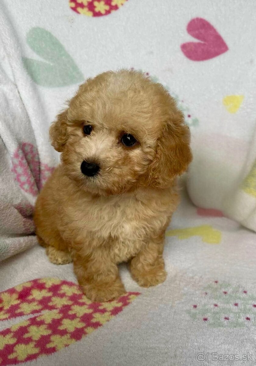 Apricot Maltipoo - 6