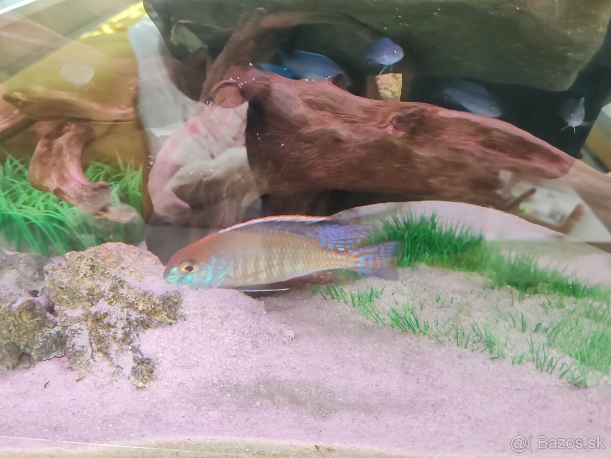 Lethrinops red cap - 6