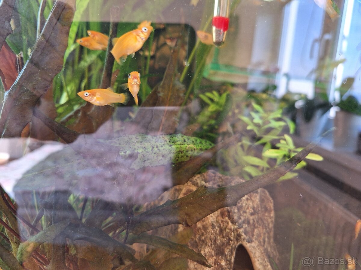 Živorodka ostropyská - 6