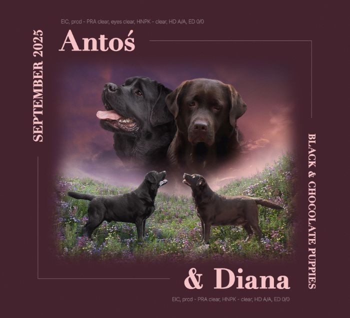 Labrador šteniatka s PP - 6