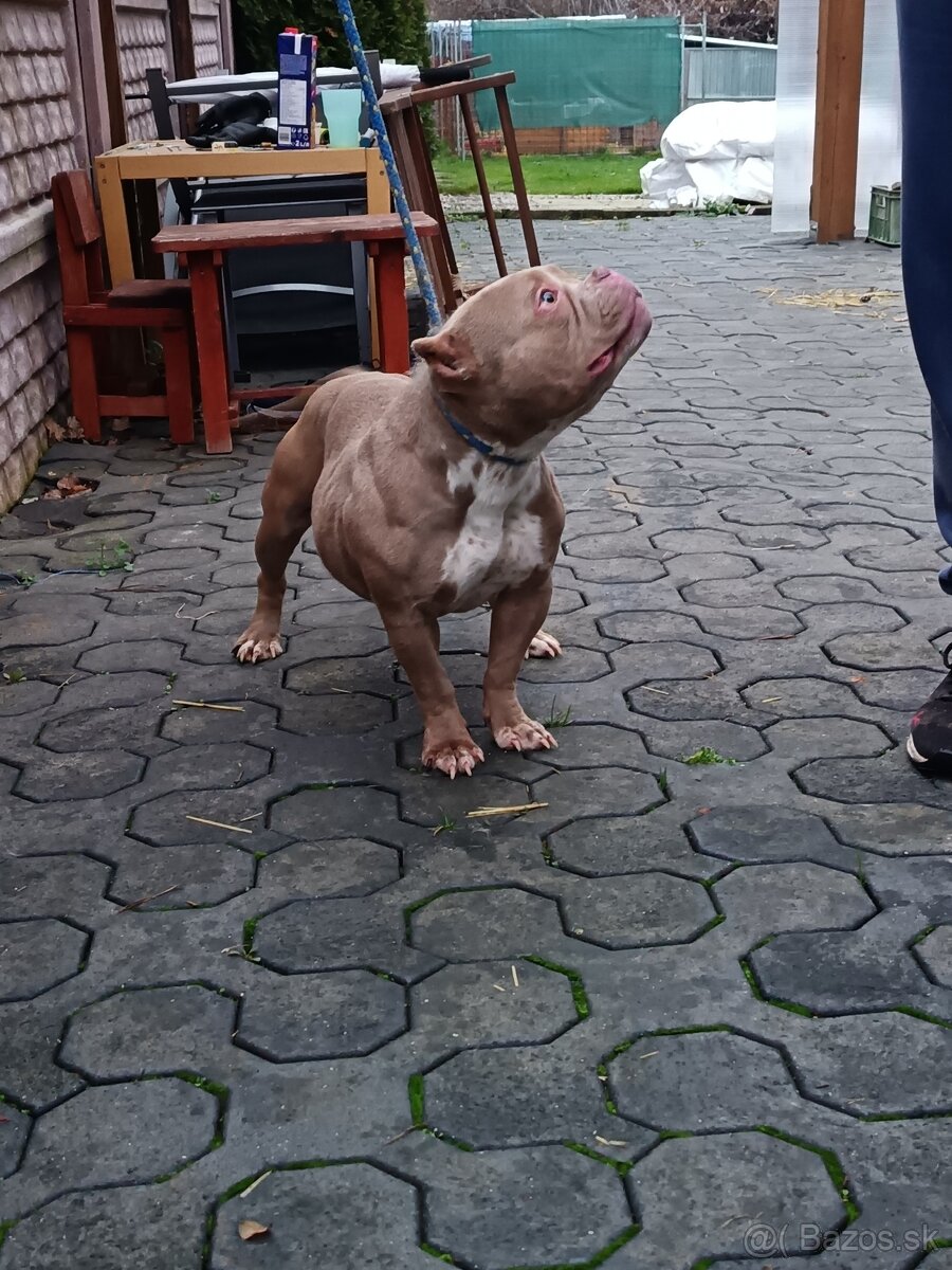 American bully - 6