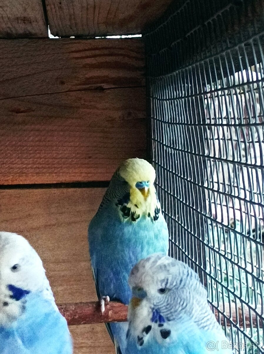 Predám andulky výstavné - 6