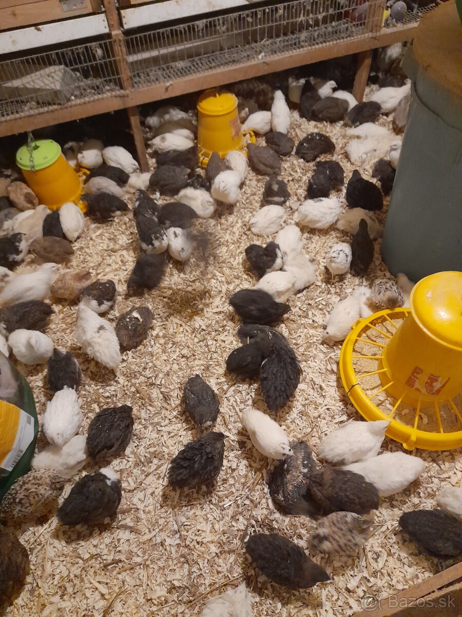 Japonské prepelice - 6