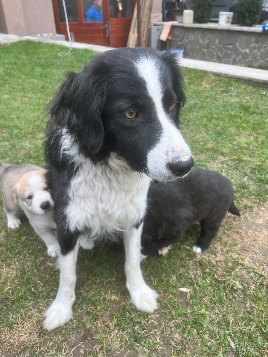 Šteniatka krížence borderkólie - 6