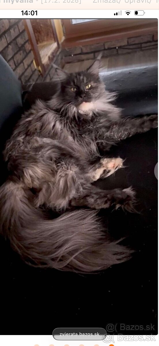 mainska myvalia adopcia - 6