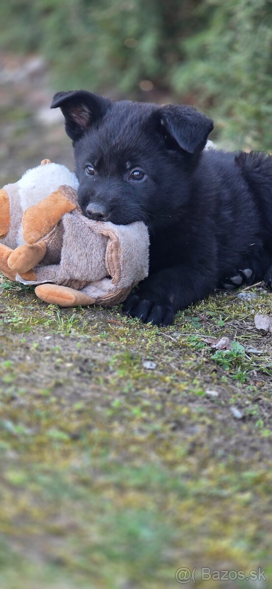 Predám nemecký ovčiak šteniatka s PP - 6