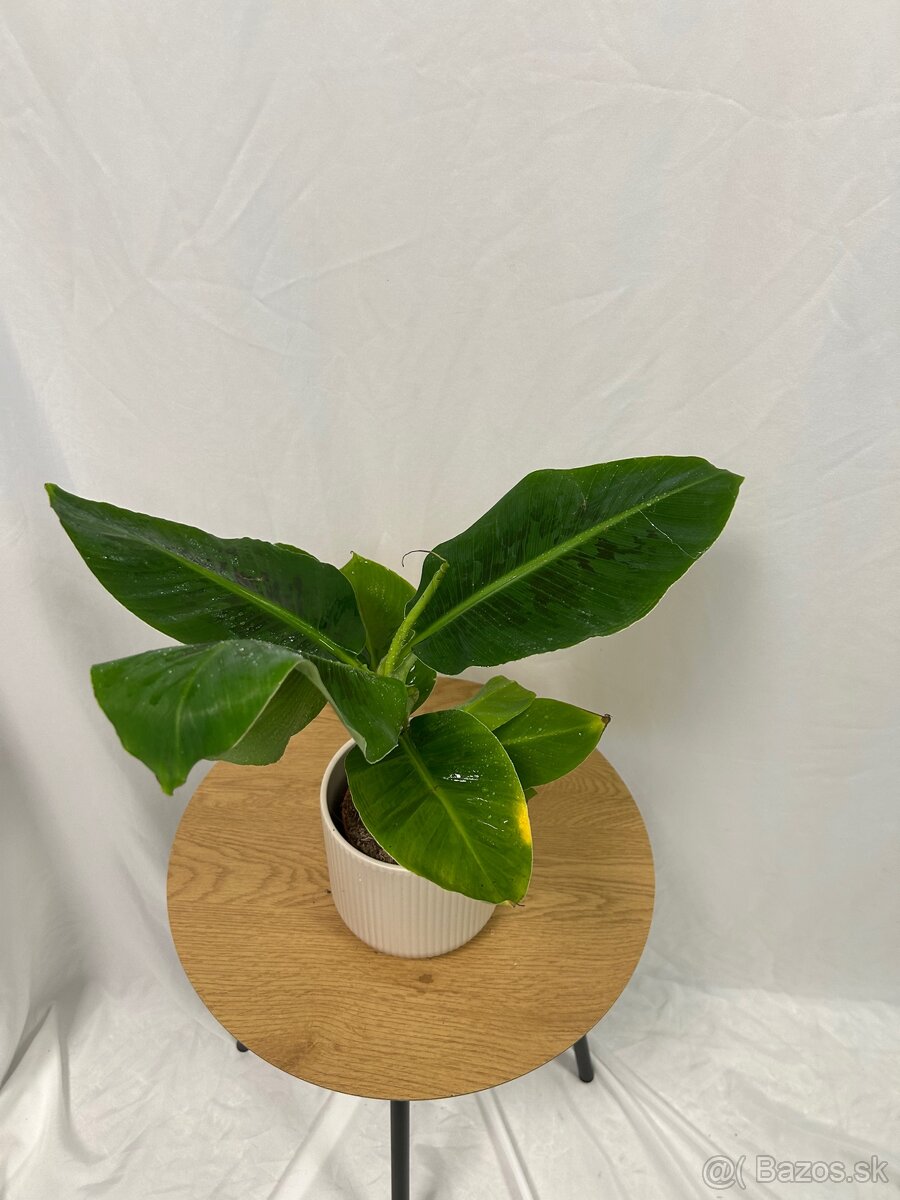 Musa Tropicana-Banánovník - 6
