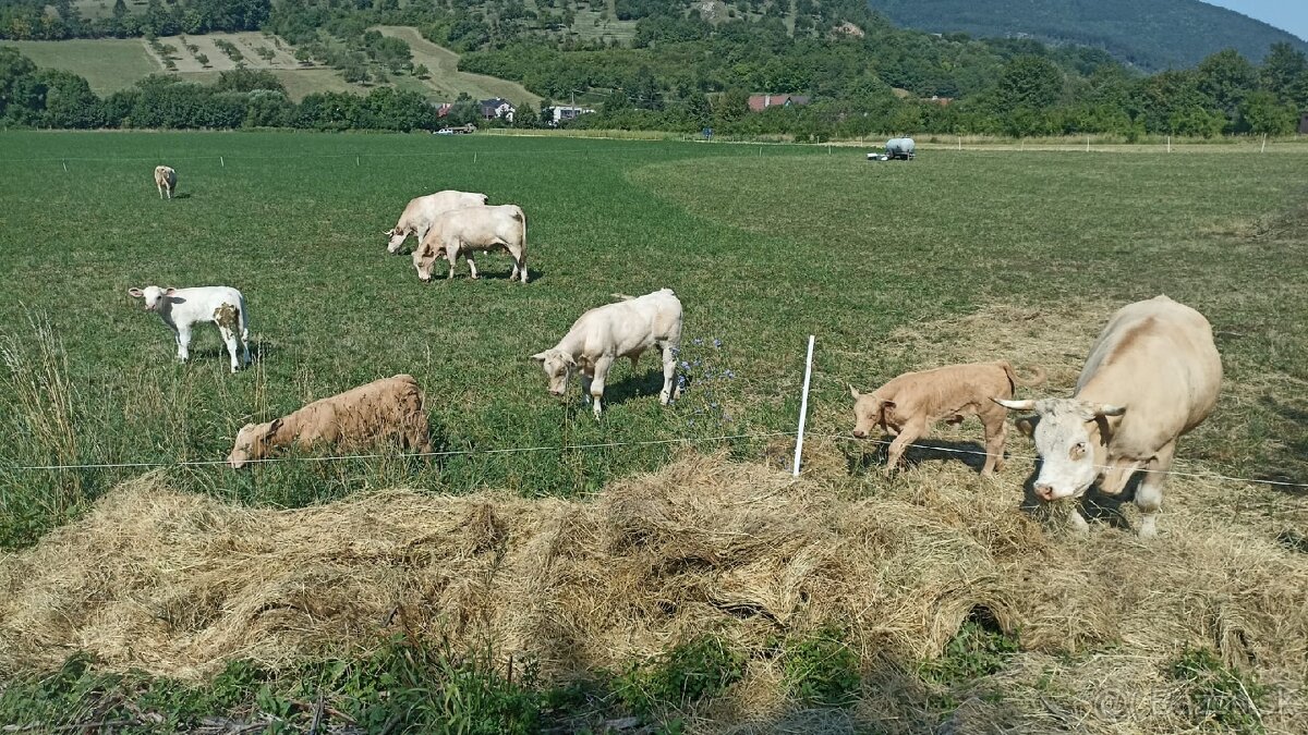 Predám telce - 6