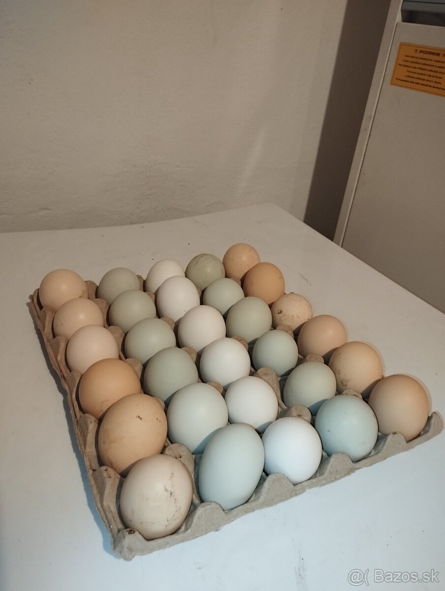 Násadové vajcia - 6