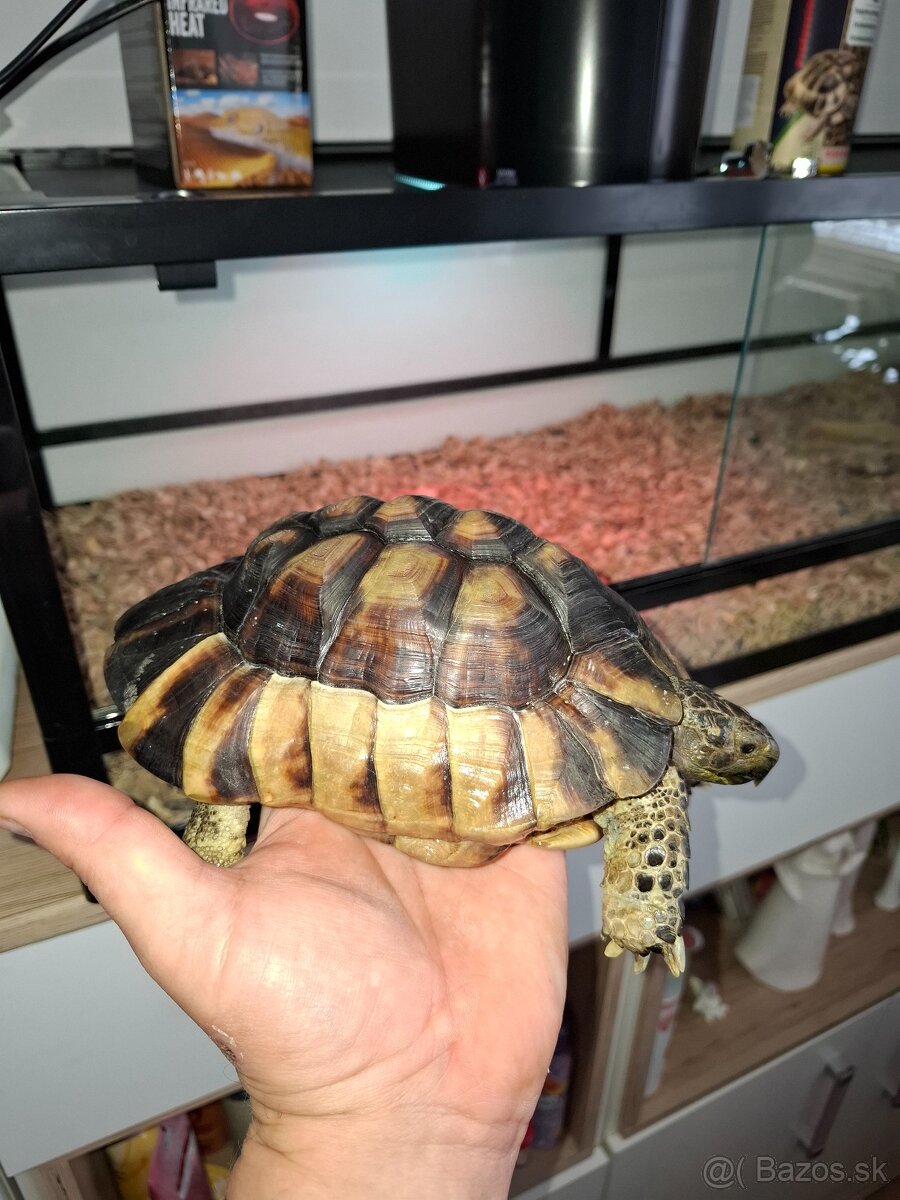 Predam korytnačku vrubenu - 6