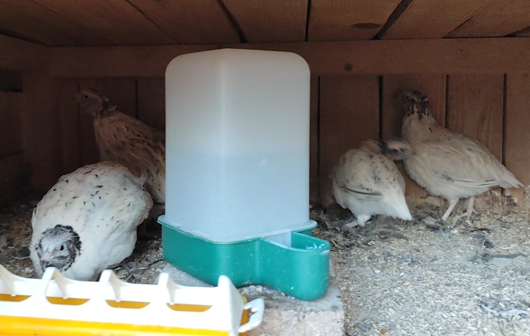 Kohuti prepelica japonska - 6