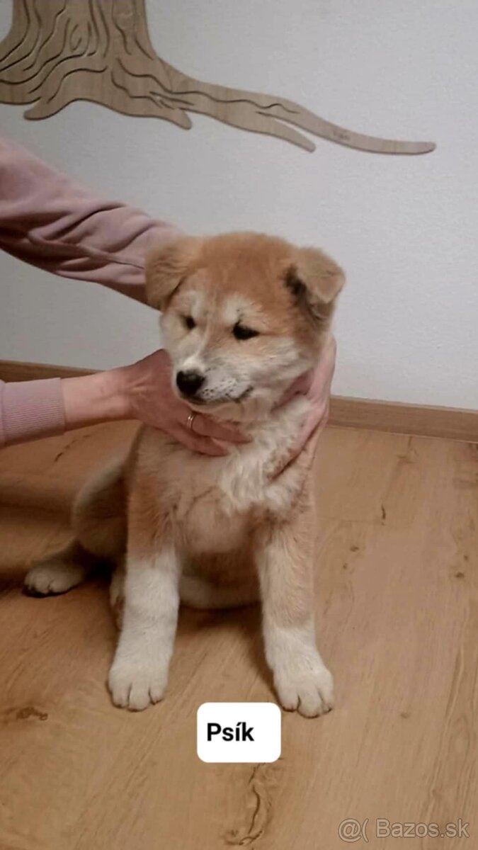 Predám šteniatka Akita inu - 6