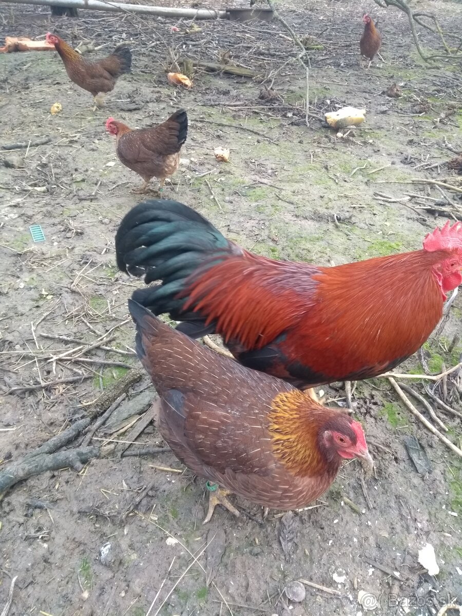 Násadové vajíčka - 6