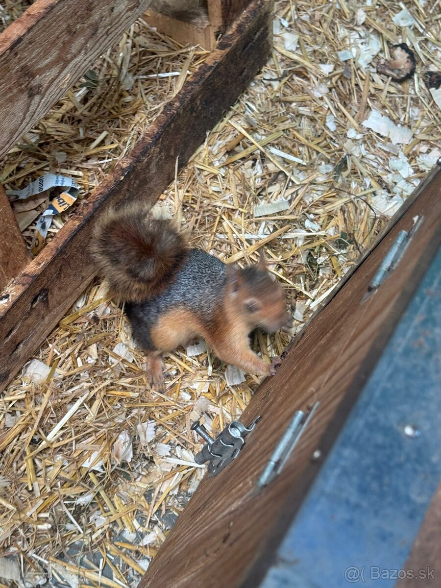 Sciurus anomalus veverička krátkouchá - 6