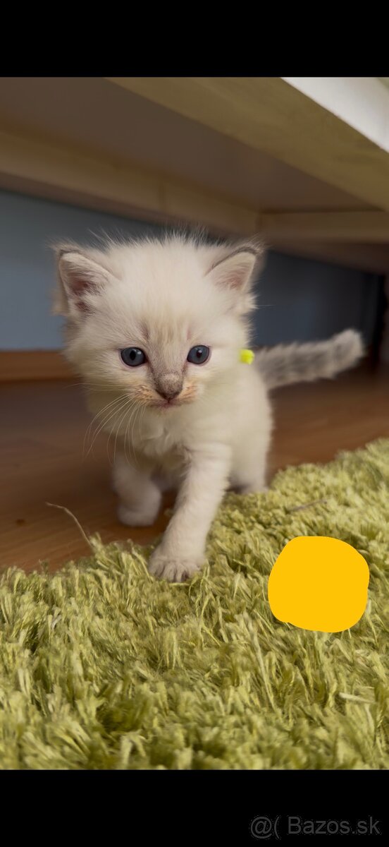 Mačiatka ragdoll - 6