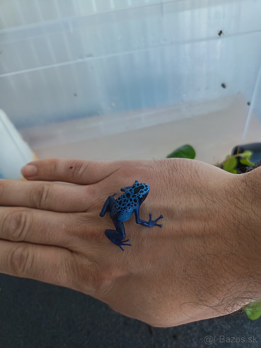 Pralesničky Dendrobates azureus - 6