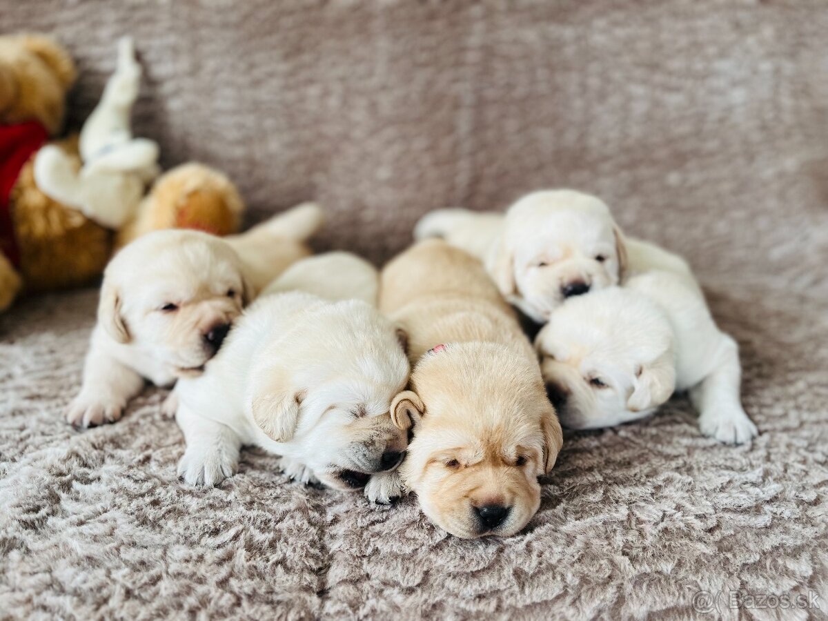 Labrador štěňátka s PP - 6