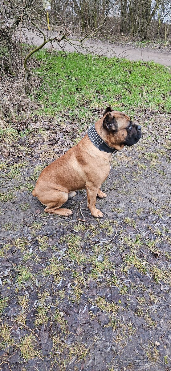 Cane Corso krytie - 6