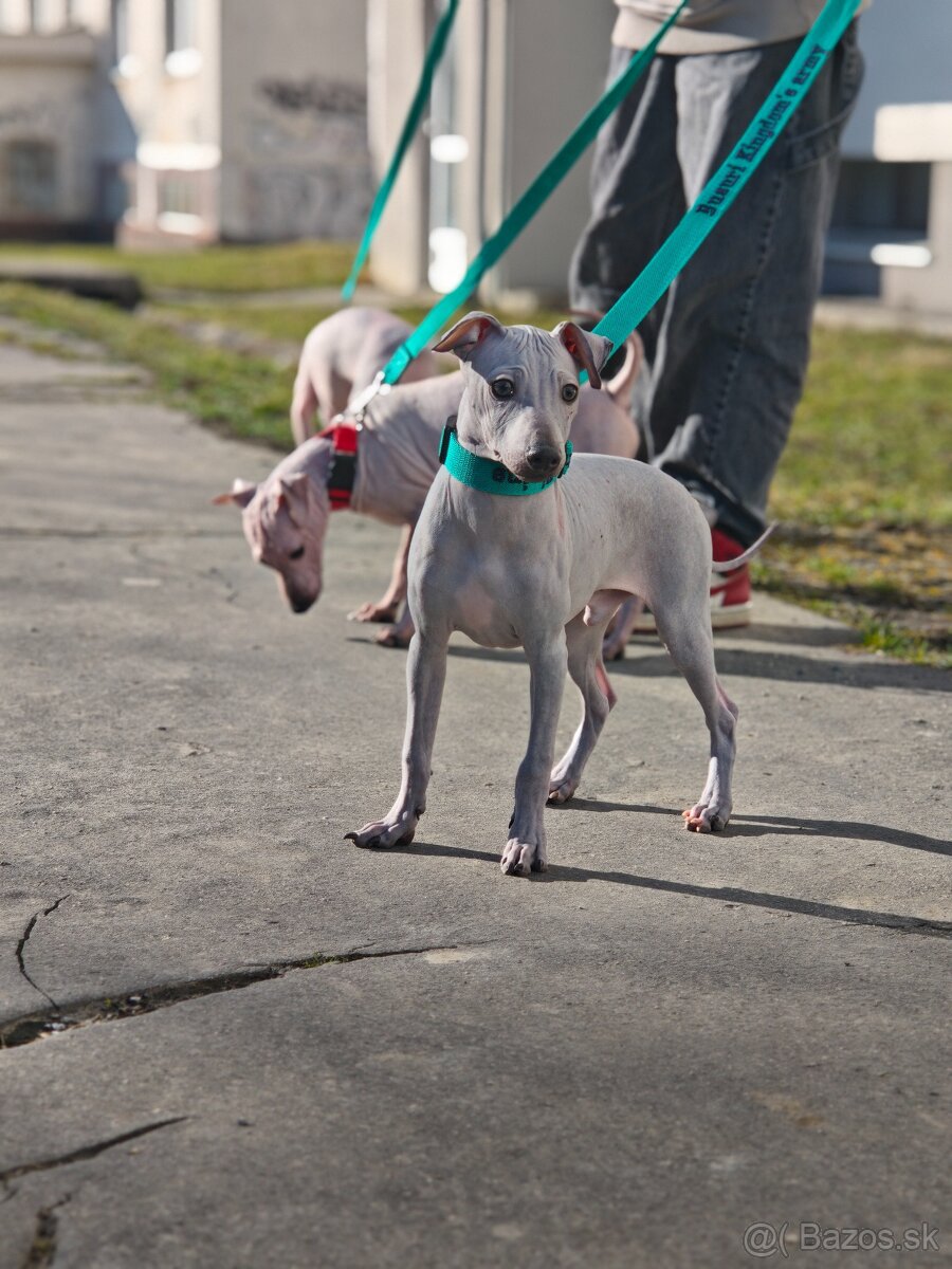 Americký bezsrstý teriér - 6