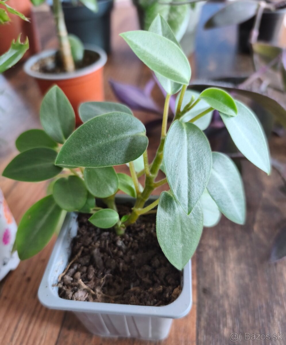 Predám izbové rastliny - 6