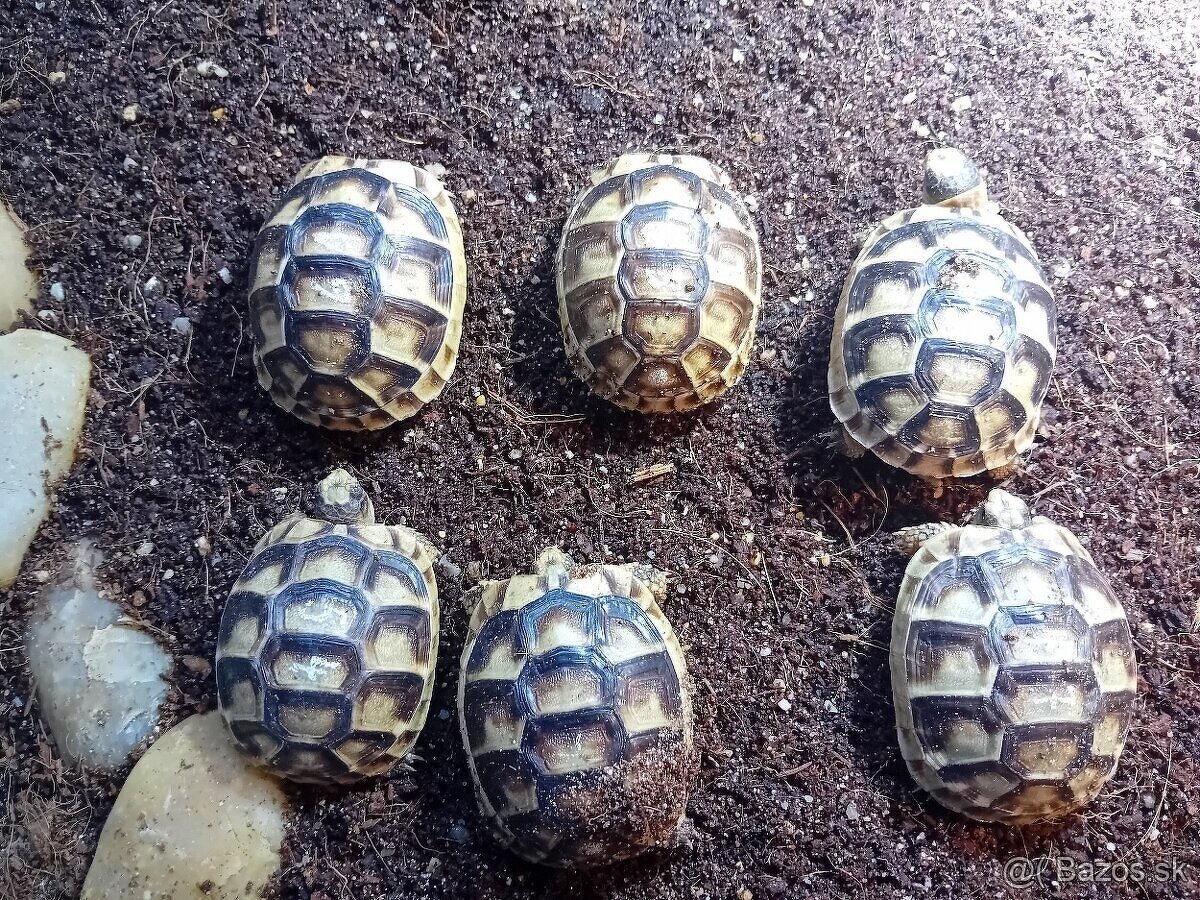 Predám suchozemske korytnačky testudo marginata . - 6