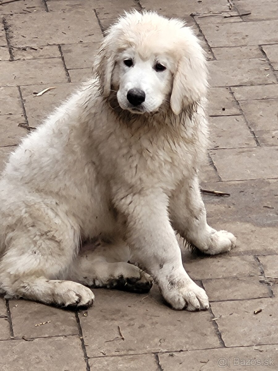 Slovenský čuvač - 6