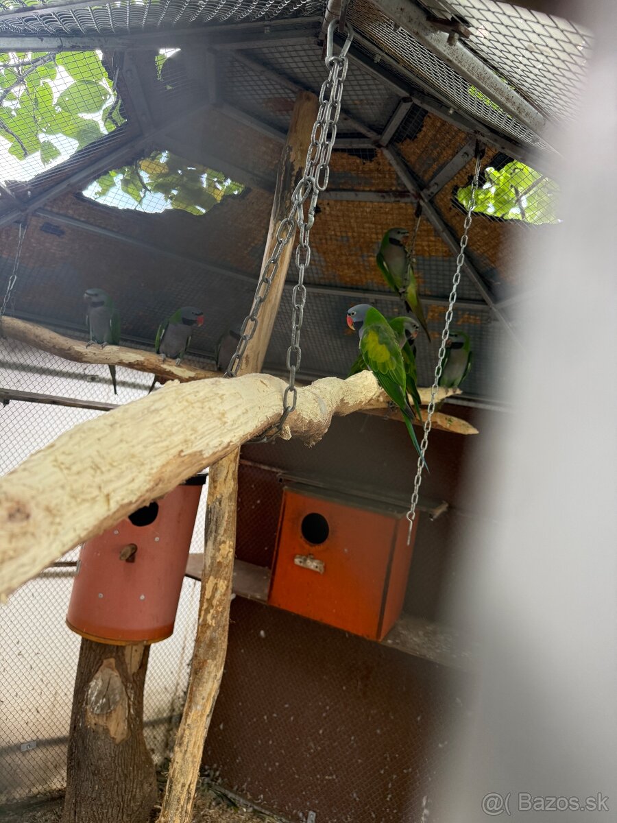 Alexander čínsky, Alexander veľký, Alexander červenohlavý - 6