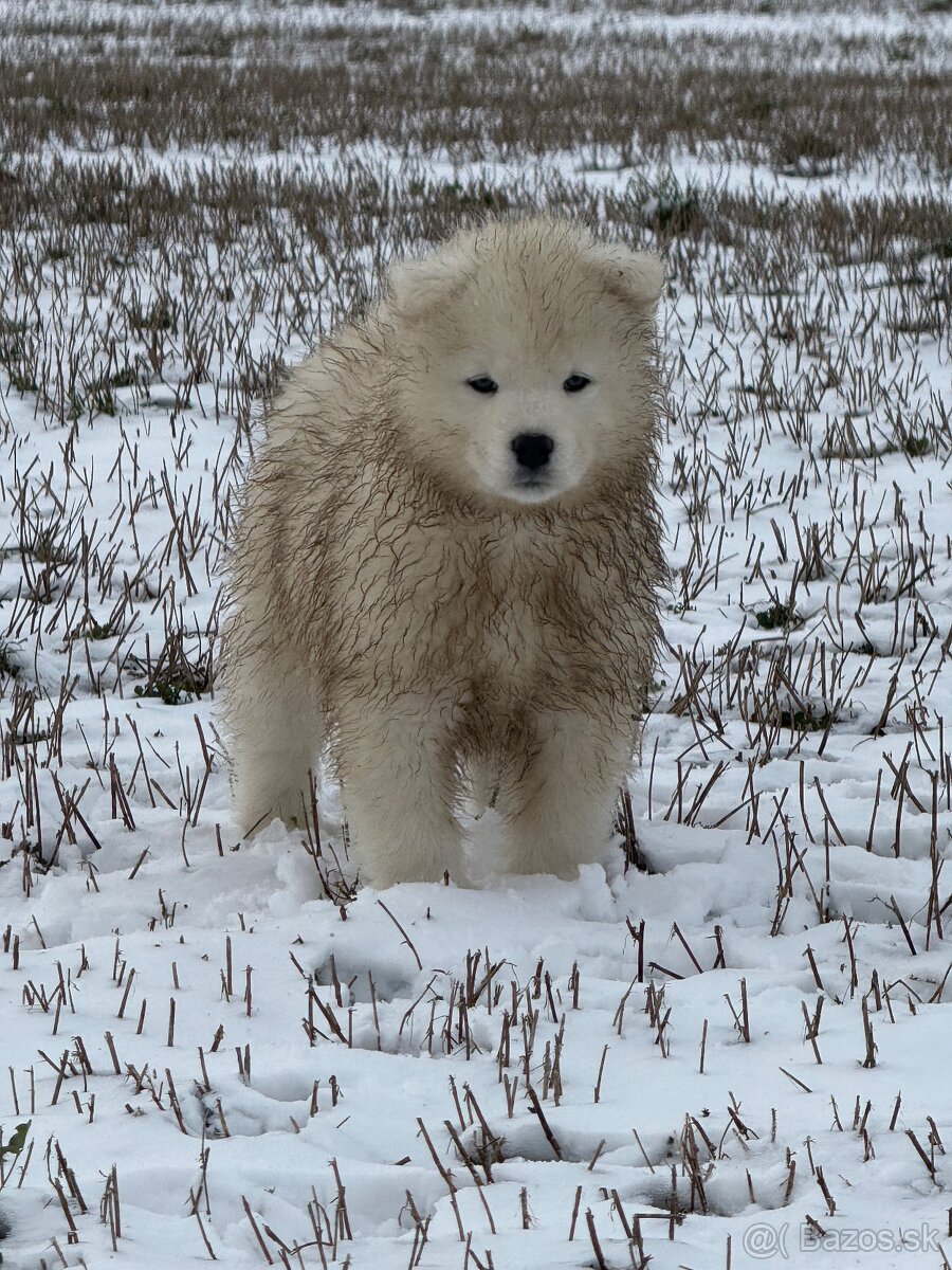 Samojed šteniatka - 6