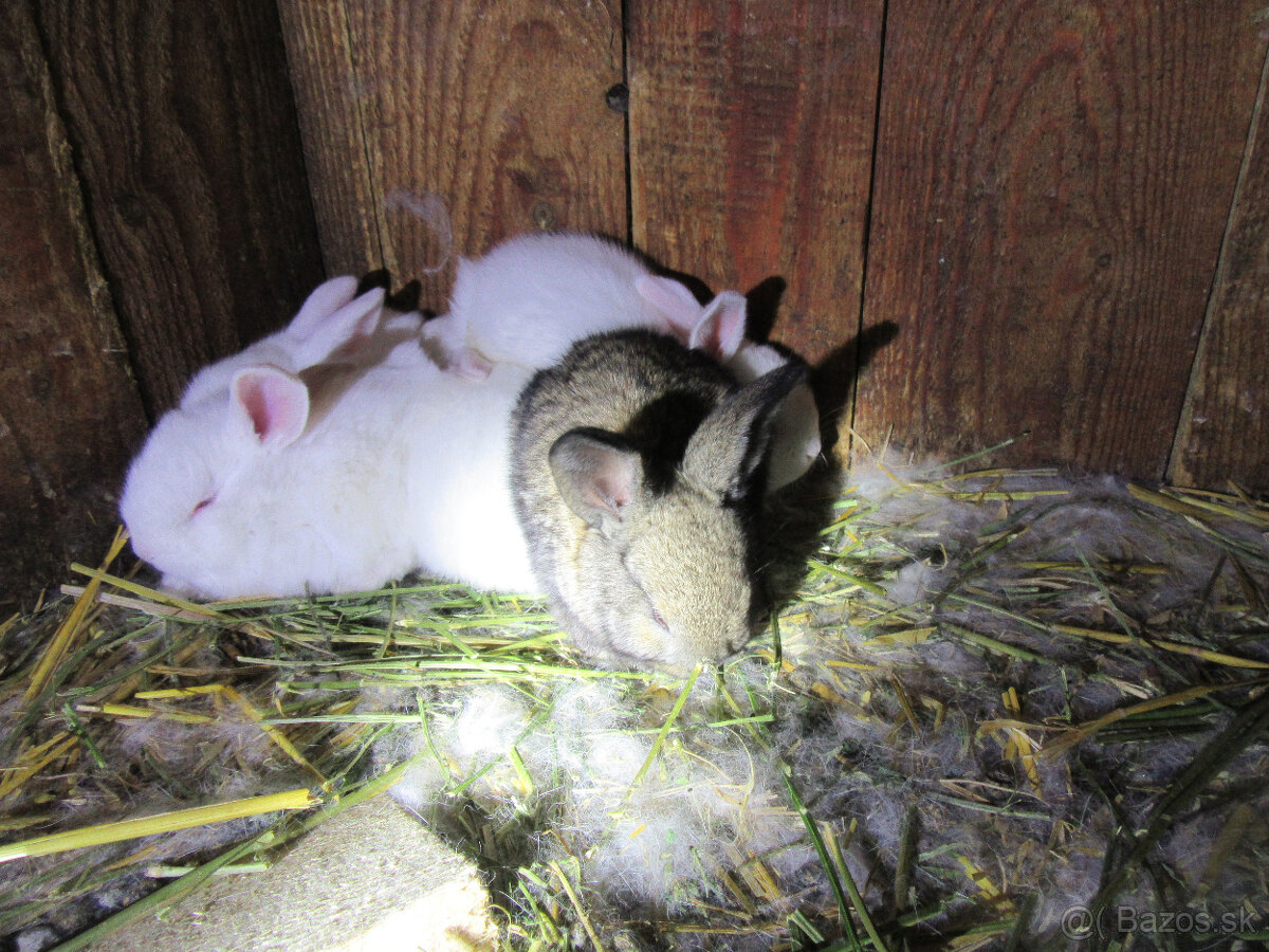 králičia rodinka - 6