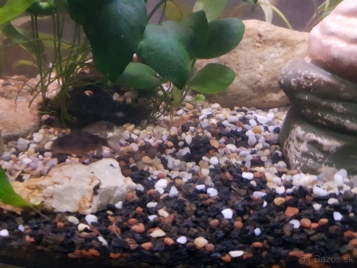 zabehnuté 54 litrové akvárium - 6